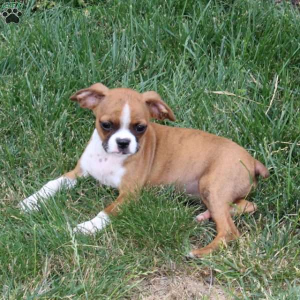 Debbie, Boston Terrier Mix Puppy